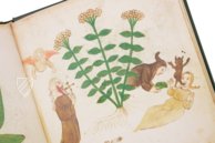 Geheimnisse der Medizin – Imago – Codice Redi 165 – Biblioteca Medicea Laurenziana (Florenz, Italien)