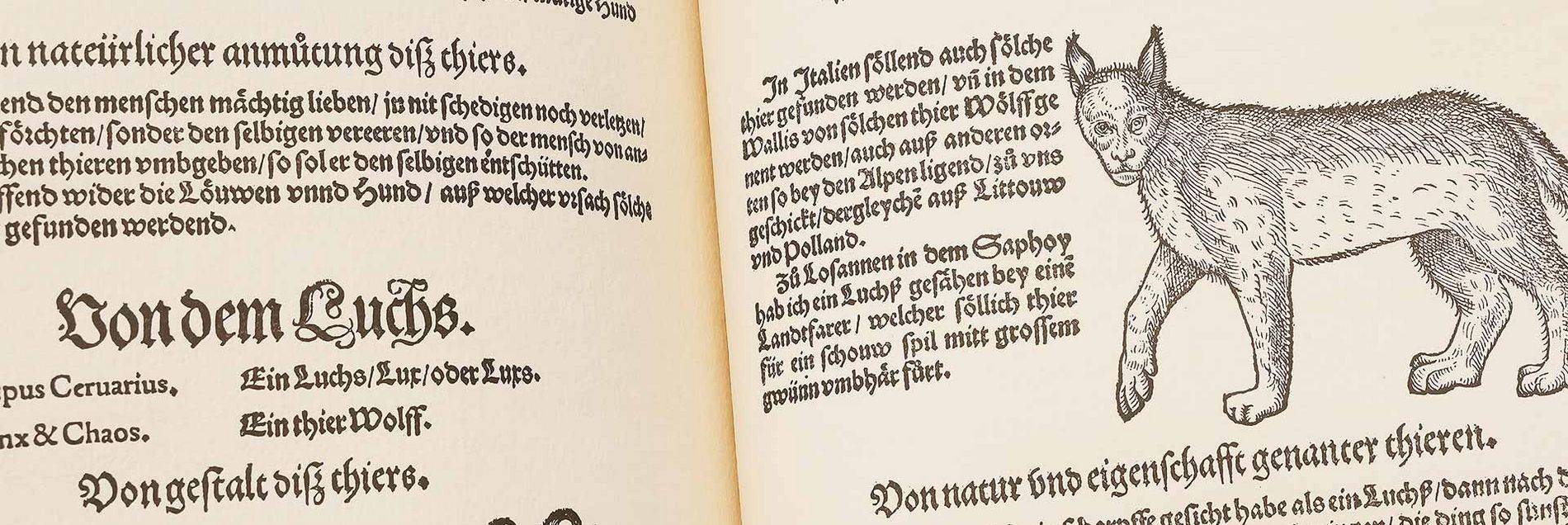 <i>“Mystische Fabelwesen zusammen mit genauer Naturbeobachtung”</i>