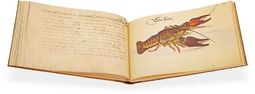 Leonhard Baldner: Buch der Fische, Vögel und Säugetiere – Müller & Schindler – 2° Ms. phys. et hist. nat. – Universitätsbibliothek (Kassel, Deutschland)