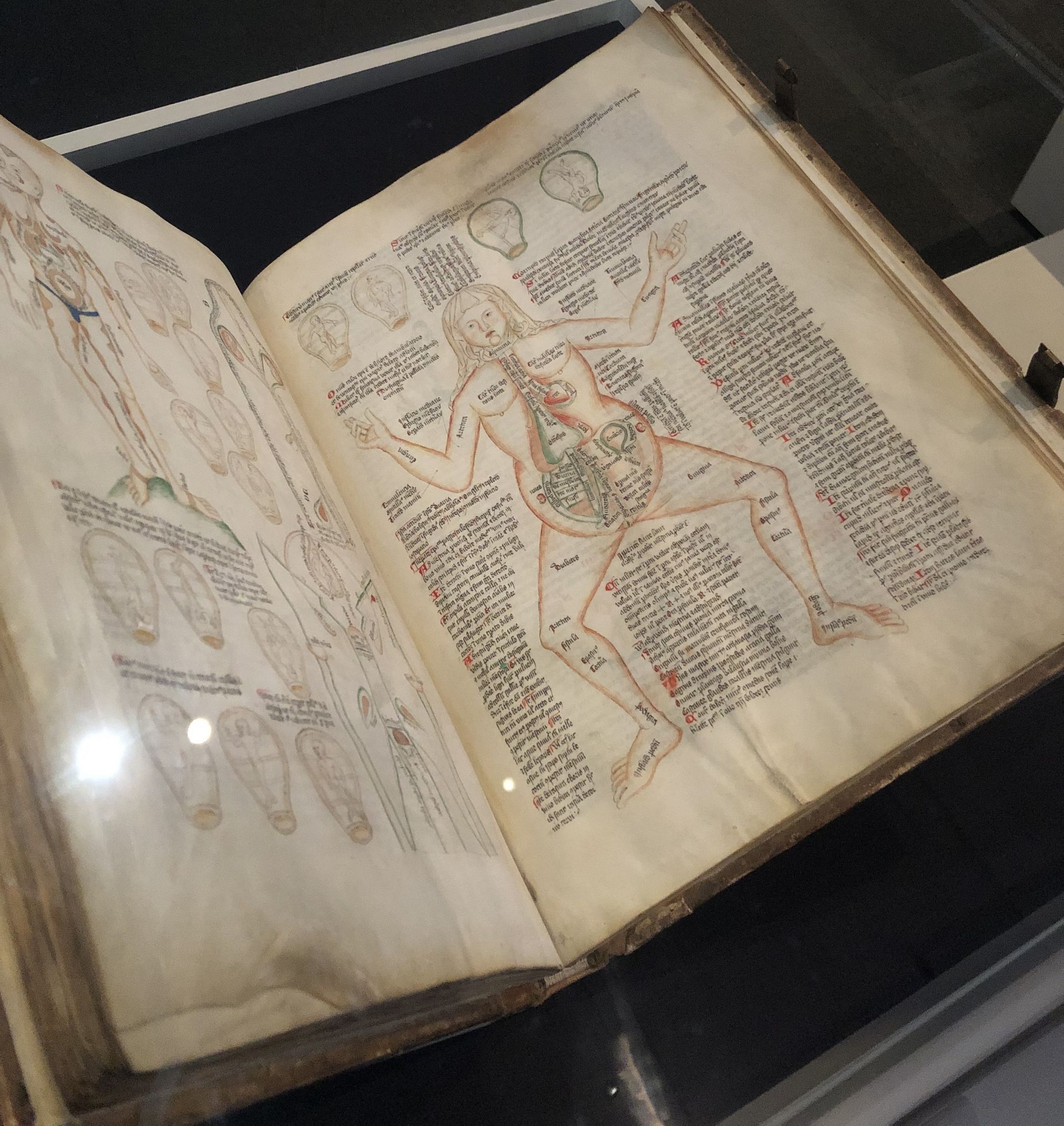 Die älteste erhaltene mittelalterliche Darstellung der Anatomie eines weiblichen Körpers