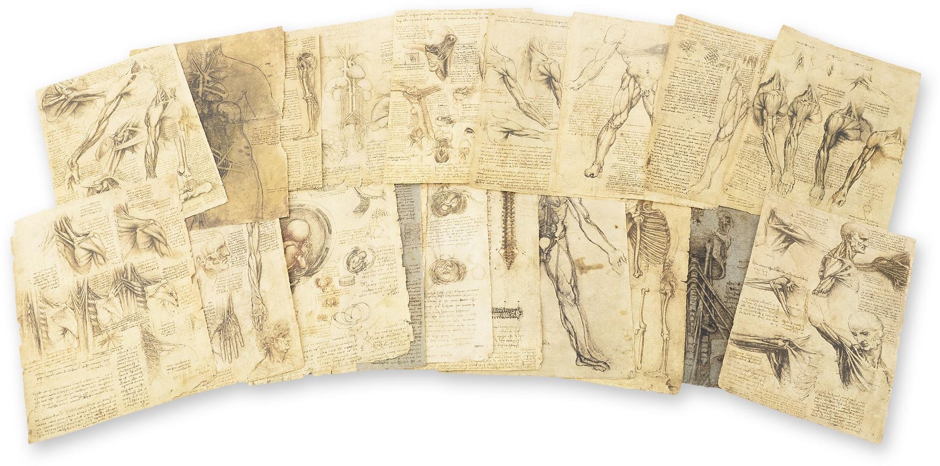Leonardo da Vinci - Anatomische Studien