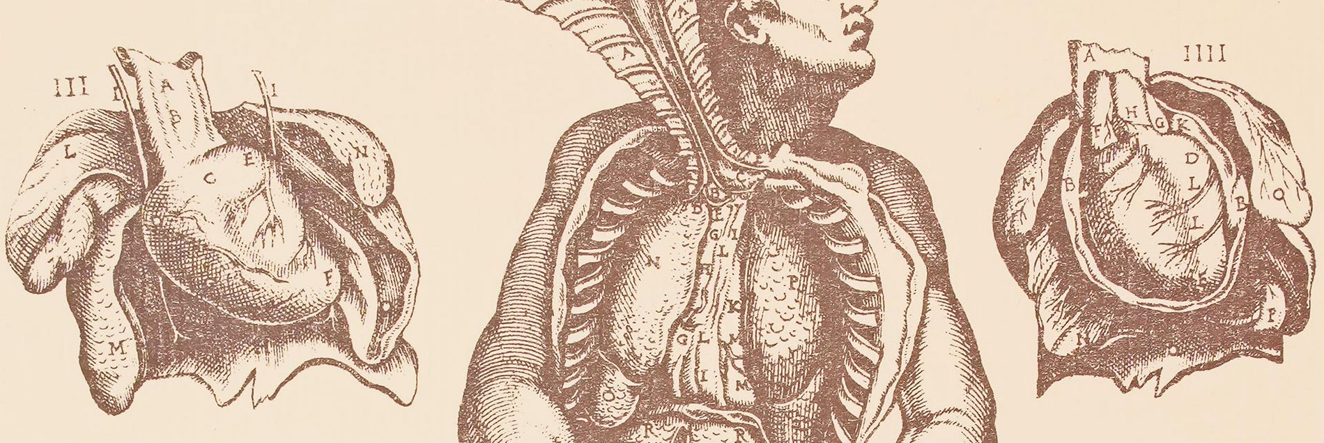 Unsere Empfehlung <i>››Ein Meilenstein in der Erforschung der menschlichen Anatomie‹‹</i>