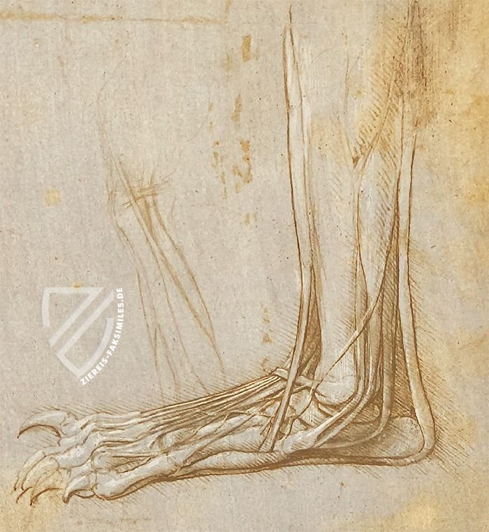 Leonardo da Vinci - Anatomische Studien – Giunti Editore – Royal Library at Windsor Castle (Windsor, Vereinigtes Königreich)