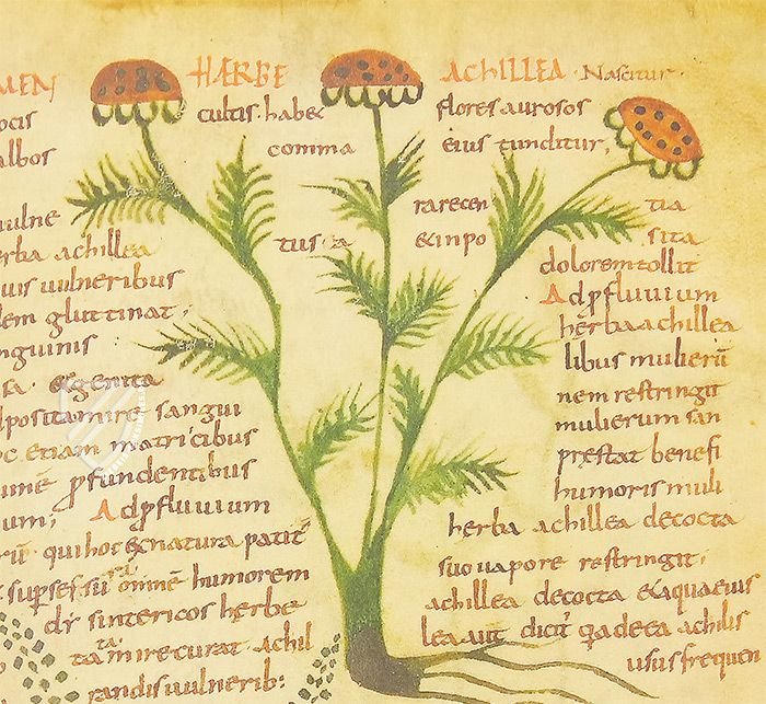 Herbolarium et Materia Medica – AyN Ediciones – ms. 296 – Biblioteca Statale di Lucca (Lucca, Italien)