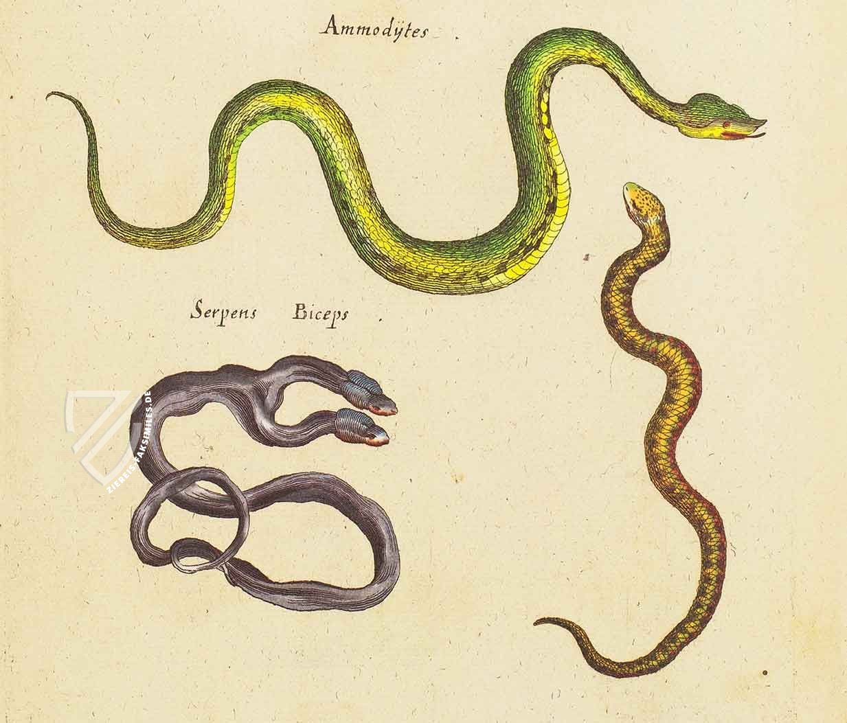 Historia Naturalis: De Exanguibus Acuaticis et Serpentibus