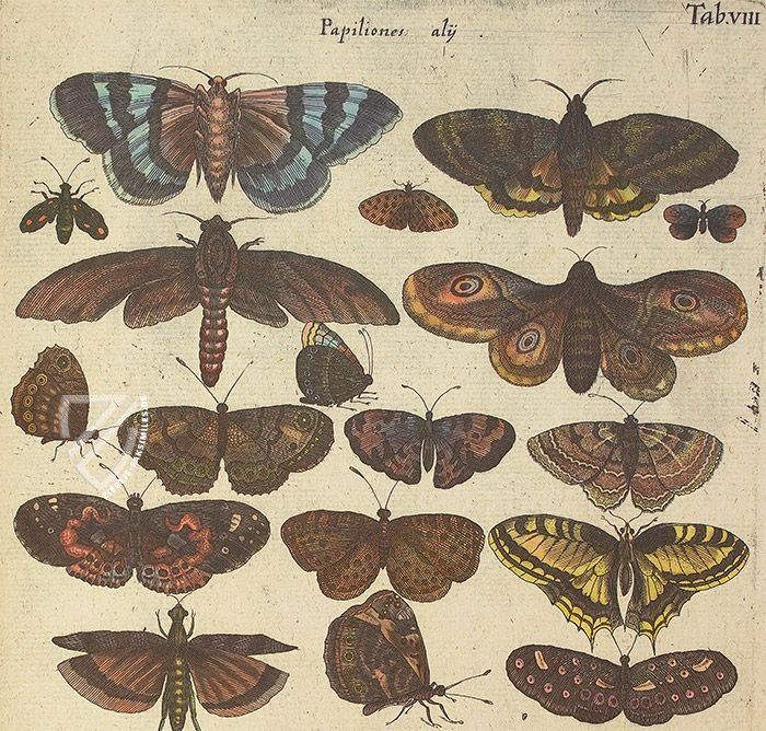 Historia Naturalis: De Insectis – Siloé, arte y bibliofilia – Privatsammlung