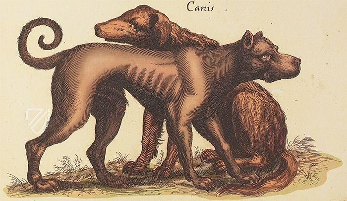 Historia Naturalis: De Quadrupedibus – Siloé, arte y bibliofilia – Privatsammlung