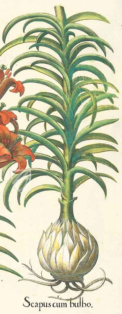Hortus Eystettensis