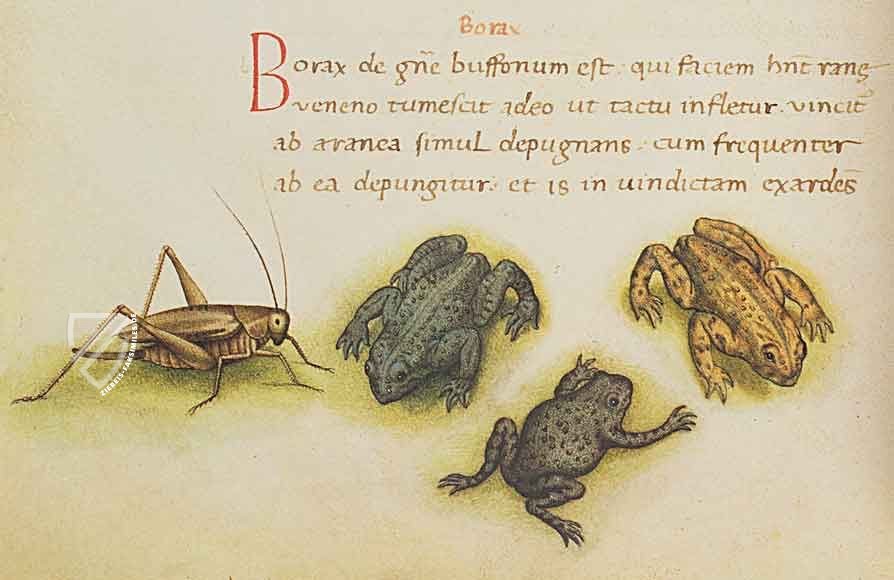 Tierbuch des Petrus Candidus (Leder-Ausgabe)