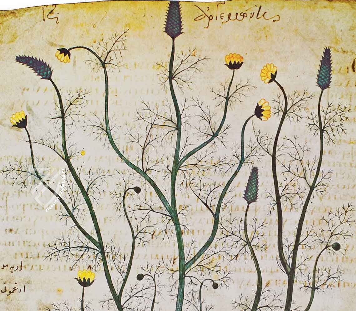 De Materia Medica by Pedacio Dioscorides