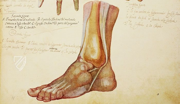 Anatomia depicta – Istituto dell'Enciclopedia Italiana - Treccani – Nuove Accessioni 329 (Grandi Formati 64) – Biblioteca Nazionale Centrale di Firenze (Florenz, Italien)