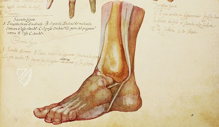 Anatomia depicta