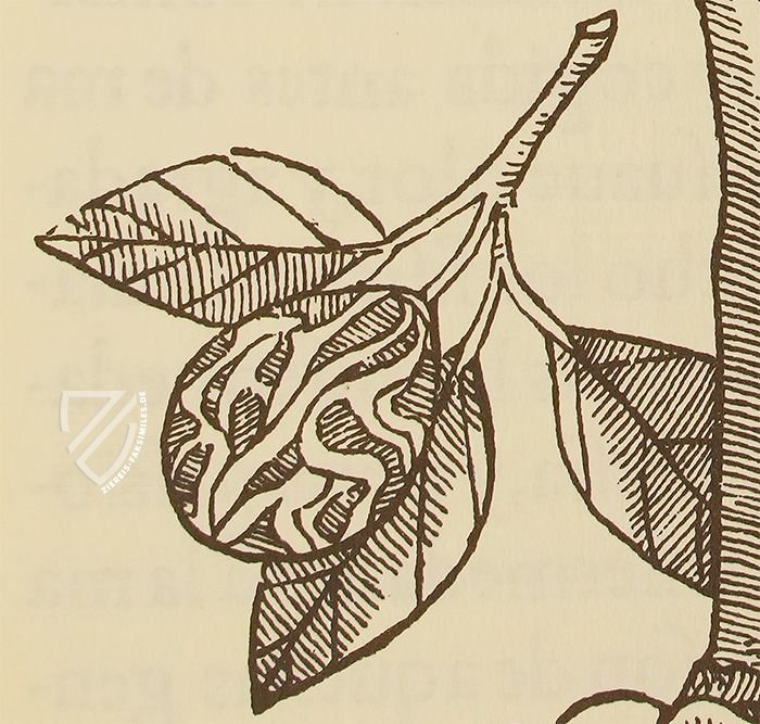 Geschichte über die Medizin des östlichen Indiens – Vicent Garcia Editores – E/268 – Biblioteca Histórico Médica de la Universidad de València (Valencia, Spanien)