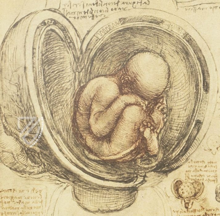 Korpus der anatomischen Studien – Collezione Apocrifa Da Vinci – Royal Library at Windsor Castle (Windsor, Vereinigtes Königreich)