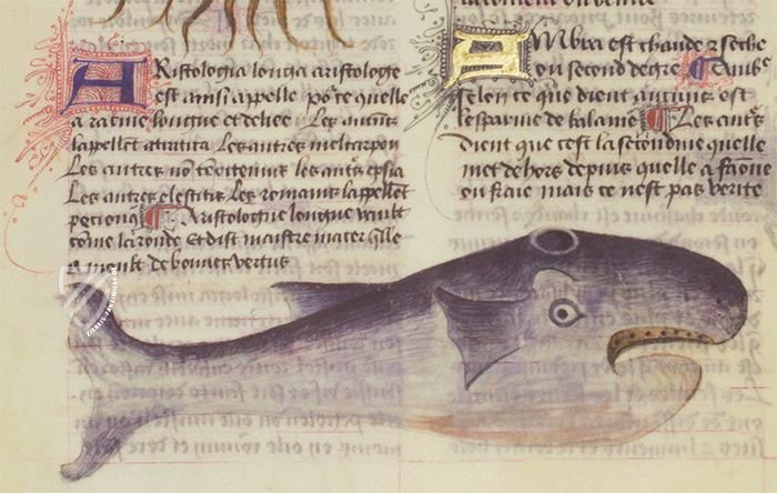 Faszination Heilpflanzen â Imago â Est. 28 = alfa M. 5. 9 â Biblioteca Estense Universitaria (Modena, Italien) Faszination Heilpflanzen â Imago â Est. 28 = alfa M. 5. 9 â Biblioteca Estense Universitaria (Modena, Italien)