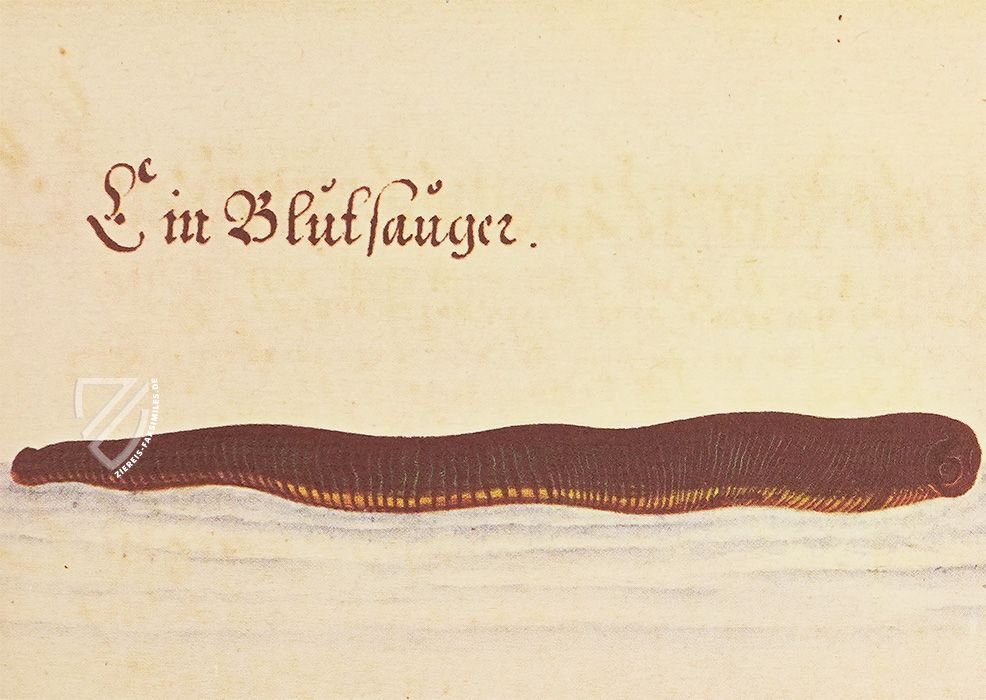 Vogel-, Fisch- und Thierbuch 1666 – Müller & Schindler – 2° Ms. phys. et hist. nat. 3  – Universitätsbibliothek Kassel (Kassel, Deutschland)