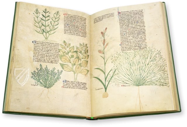 Abhandlung über Heilpflanzen - Egerton 747 – British Library – Egerton 747 – British Library (London, Vereinigtes Königreich)
