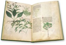 Abhandlung über Heilpflanzen - Egerton 747 – British Library – Egerton 747 – British Library (London, Vereinigtes Königreich)