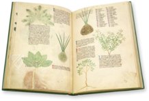 Abhandlung über Heilpflanzen - Egerton 747 – British Library – Egerton 747 – British Library (London, Vereinigtes Königreich)