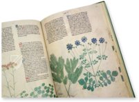 Abhandlung über Heilpflanzen - Egerton 747 – British Library – Egerton 747 – British Library (London, Vereinigtes Königreich)