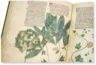 Abhandlung über Heilpflanzen - Egerton 747 – British Library – Egerton 747 – British Library (London, Vereinigtes Königreich)