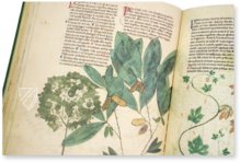Abhandlung über Heilpflanzen - Egerton 747 – British Library – Egerton 747 – British Library (London, Vereinigtes Königreich)