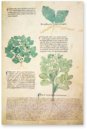 Abhandlung über Heilpflanzen - Egerton 747 – Egerton 747 – British Library (London, Vereinigtes Königreich) Faksimile