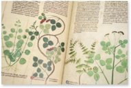 Abhandlung über Heilpflanzen - Egerton 747 – The Folio Society – MS Egerton 747 – British Library (London, Vereinigtes Königreich)