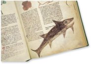 Abhandlung über Heilpflanzen - Egerton 747 – The Folio Society – MS Egerton 747 – British Library (London, Vereinigtes Königreich)