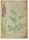 Abhandlung über Heilpflanzen -  Sloane 4016 – M. Moleiro Editor – Sloane MS 4016 – British Library (London, Vereinigtes Königreich)