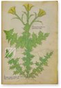 Abhandlung über Heilpflanzen -  Sloane 4016 – M. Moleiro Editor – Sloane MS 4016 – British Library (London, Vereinigtes Königreich)