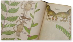 Abhandlung über Heilpflanzen -  Sloane 4016 – Sloane Ms. 4016 – British Library (London, Großbritannien) Faksimile