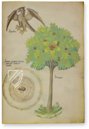 Abhandlung über Heilpflanzen -  Sloane 4016 – Sloane Ms. 4016 – British Library (London, Großbritannien) Faksimile