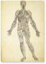 Anatomia depicta – Biblioteca Nazionale Centrale di Firenze (Florenz, Italien) Faksimile