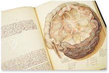 Anatomia depicta – Istituto dell'Enciclopedia Italiana - Treccani – Nuove Accessioni 329 (Grandi Formati 64) – Biblioteca Nazionale Centrale di Firenze (Florenz, Italien)