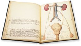 Anatomia depicta – Istituto dell'Enciclopedia Italiana - Treccani – Nuove Accessioni 329 (Grandi Formati 64) – Biblioteca Nazionale Centrale di Firenze (Florenz, Italien)