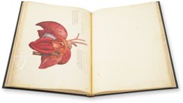 Anatomia depicta – Istituto dell'Enciclopedia Italiana - Treccani – Nuove Accessioni 329 (Grandi Formati 64) – Biblioteca Nazionale Centrale di Firenze (Florenz, Italien)