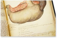 Anatomia depicta – Istituto dell'Enciclopedia Italiana - Treccani – Nuove Accessioni 329 (Grandi Formati 64) – Biblioteca Nazionale Centrale di Firenze (Florenz, Italien)