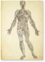 Anatomia depicta – Istituto dell'Enciclopedia Italiana - Treccani – Nuove Accessioni 329 (Grandi Formati 64) – Biblioteca Nazionale Centrale di Firenze (Florenz, Italien)