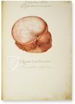 Anatomia depicta – Istituto dell'Enciclopedia Italiana - Treccani – Nuove Accessioni 329 (Grandi Formati 64) – Biblioteca Nazionale Centrale di Firenze (Florenz, Italien)