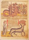 Apocalypsis Johannis – Il Bulino, edizioni d'arte – alfa.D.5.22 – Biblioteca Estense Universitaria (Modena, Italien)