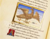 Aratea Vaticana – Müller & Schindler – MS Barb. lat. 76 – Biblioteca Apostolica Vaticana (Vatikanstadt, Vatikanstadt)