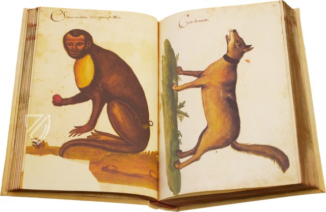 Atlas Historiae Naturalis von Philipp II. - Pomar-Codex – Ms. 9 – Biblioteca General e Histórica de la Universidad (Valencia, Spanien) Faksimile
