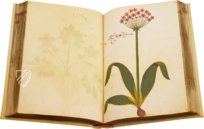 Atlas Historiae Naturalis von Philipp II. - Pomar-Codex – Vicent Garcia Editores – Ms. 9 – Biblioteca General e Histórica de la Universidad (Valencia, Spanien)