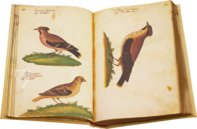 Atlas Historiae Naturalis von Philipp II. - Pomar-Codex – Vicent Garcia Editores – Ms. 9 – Biblioteca Històrica de la Universitat de València (Valencia, Spanien)