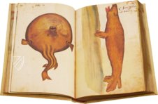 Atlas Historiae Naturalis von Philipp II. - Pomar-Codex – Vicent Garcia Editores – Ms. 9 – Biblioteca Històrica de la Universitat de València (Valencia, Spanien)