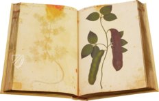 Atlas Historiae Naturalis von Philipp II. - Pomar-Codex – Vicent Garcia Editores – Ms. 9 – Biblioteca Històrica de la Universitat de València (Valencia, Spanien)