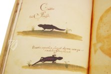 Atlas Historiae Naturalis von Philipp II. - Pomar-Codex – Vicent Garcia Editores – Ms. 9 – Biblioteca Històrica de la Universitat de València (Valencia, Spanien)