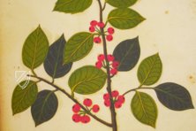 Atlas Historiae Naturalis von Philipp II. - Pomar-Codex – Vicent Garcia Editores – Ms. 9 – Biblioteca Històrica de la Universitat de València (Valencia, Spanien)