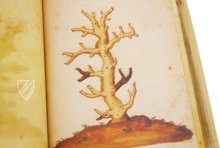 Atlas Historiae Naturalis von Philipp II. - Pomar-Codex – Vicent Garcia Editores – Ms. 9 – Biblioteca Històrica de la Universitat de València (Valencia, Spanien)